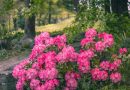 Få din have til at blomstre med rhododendron jord